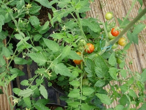 Bush cherrry tomato 'Maskotka Bush cherrry tomato 'Maskotka