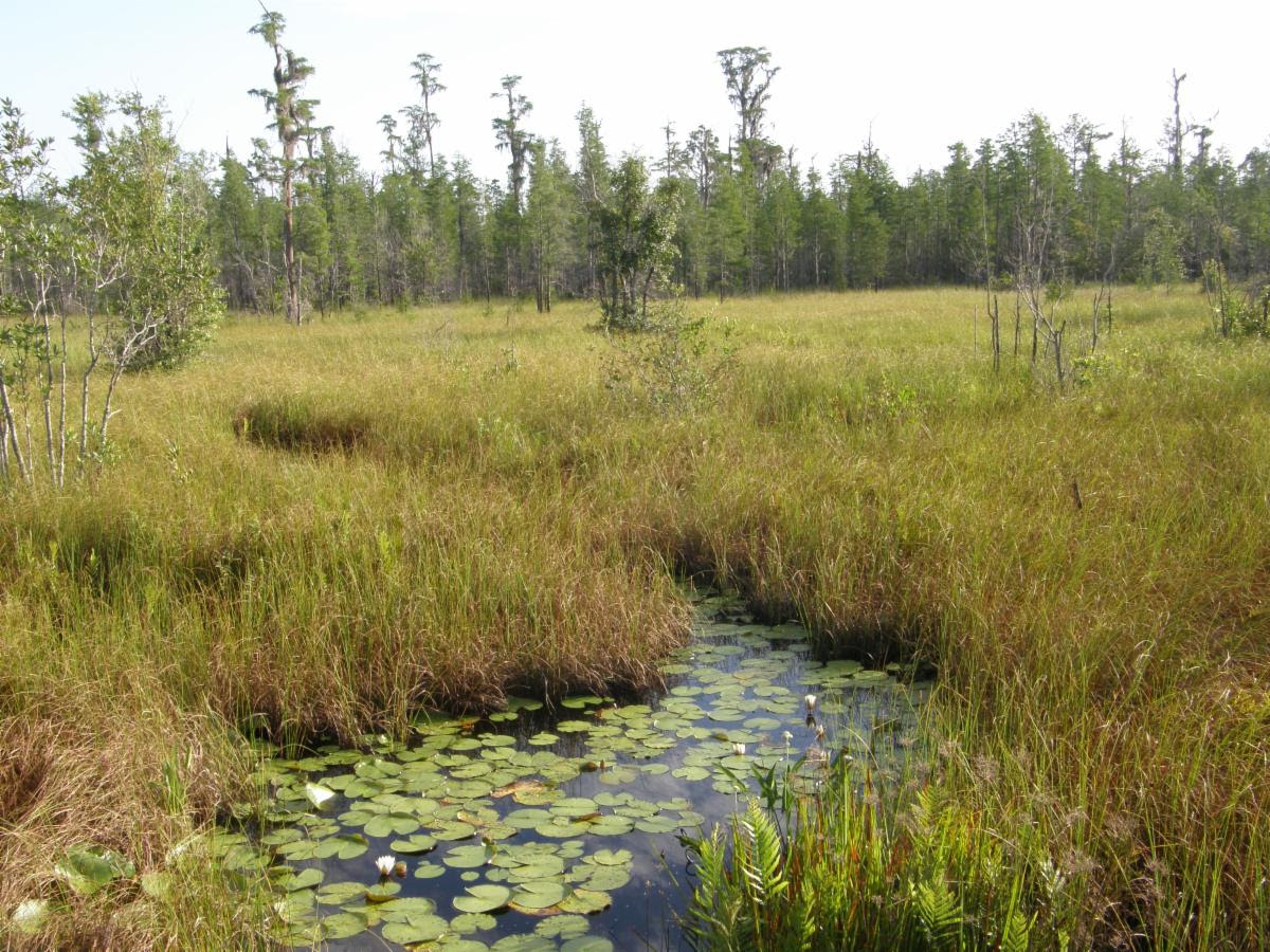 Changes To Visitor Services Okefenokee National Wildlife Refuge   Bcaefeab Ee75 4925 9bc7 0288823ba2bf 