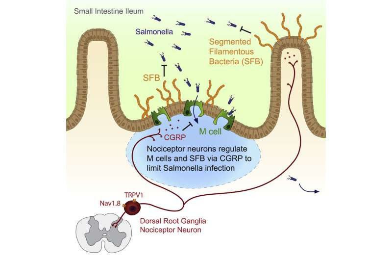 Pain-sensing gut neurons protect against inflammation