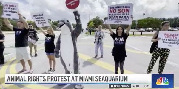 Animal lovers hold signs up outside the Miami Seaquarium, protesting dolphin abuse.