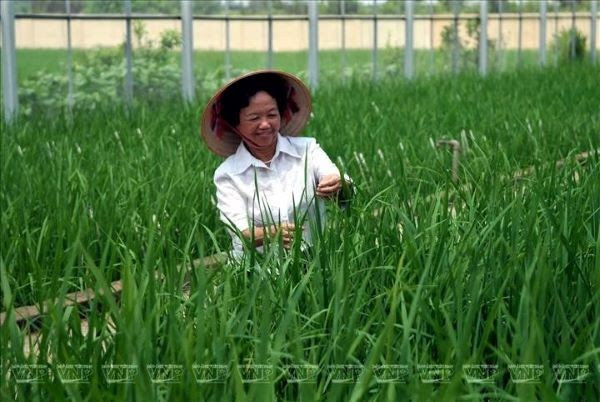 En sus arrozales, Foto Nguyen Thi Tram.
