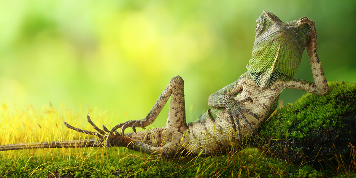 Image by Roni Hendrawan