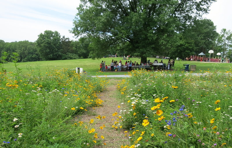 Wildflowers and Pollinators at Buddy Attick Park Greenbelt Online