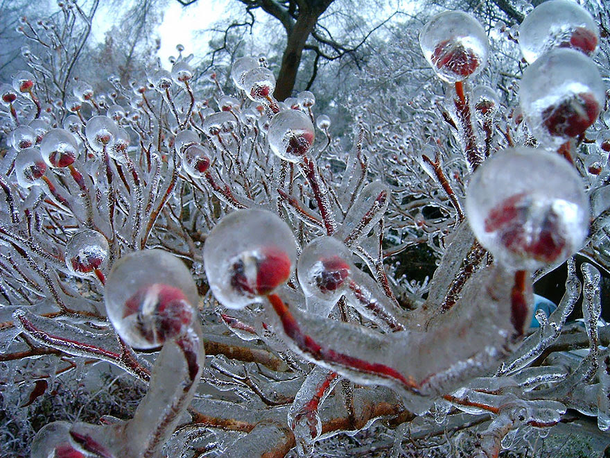 Creations only Nature could make .... Frozen-ice-art-2__880