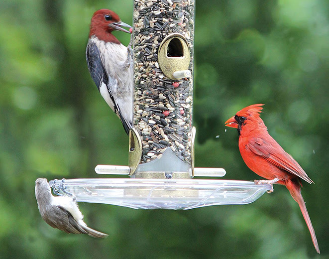 THE BEST AND THE BRIGHTEST: HOW TO ATTRACT BEAUTIFUL, COLORFUL BIRDS TO YOUR BACKYARD TT04-with-Special-Feeder