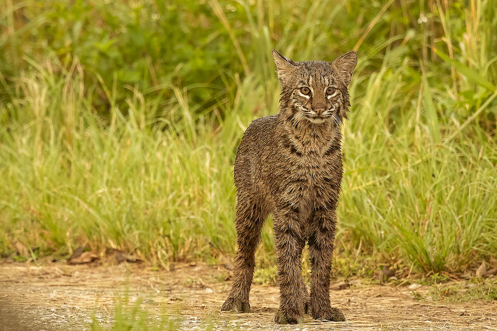 What Wild Cats Live In North America The Wolf Center feral-cats-living-in-hawaii-is-a-big-problem-we-all