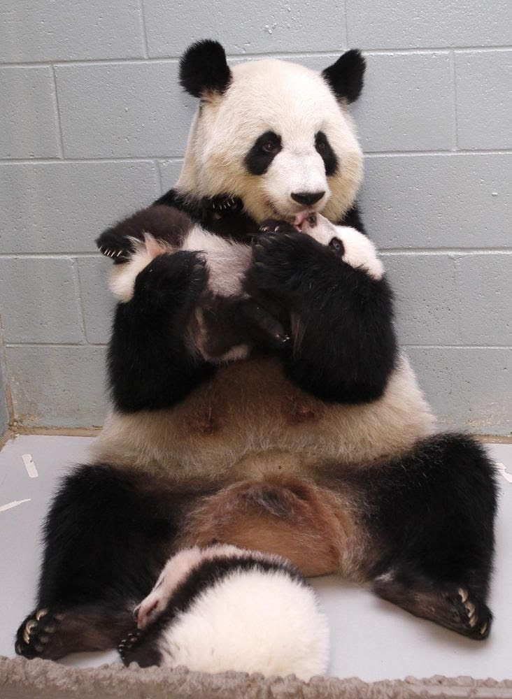 This Panda Mom Is Adorably Obsessed With Her Babies