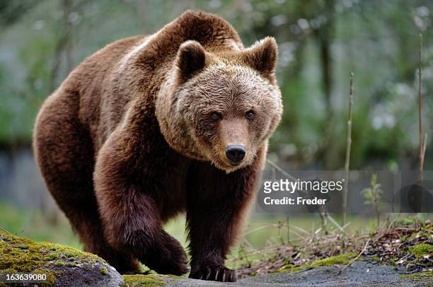 213,251 Bear Photos and Premium High Res Pictures - Getty Images