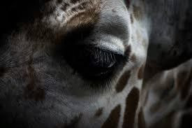 Giraffe-eye