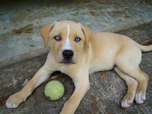 Labsky (Labrador + Husky Crossbreed)