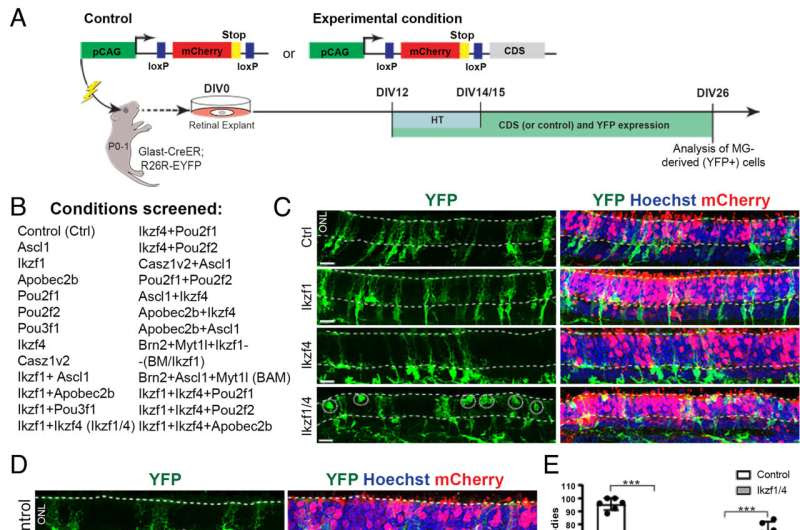 New hope for vision regeneration by reactivating dormant cells in the retina