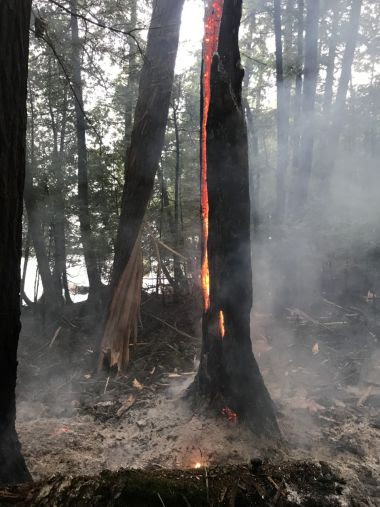 Tree glows from the inside with embers from lightning strike