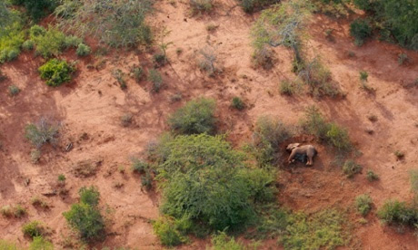 Elephants killed by poachers in Tsavo East national park