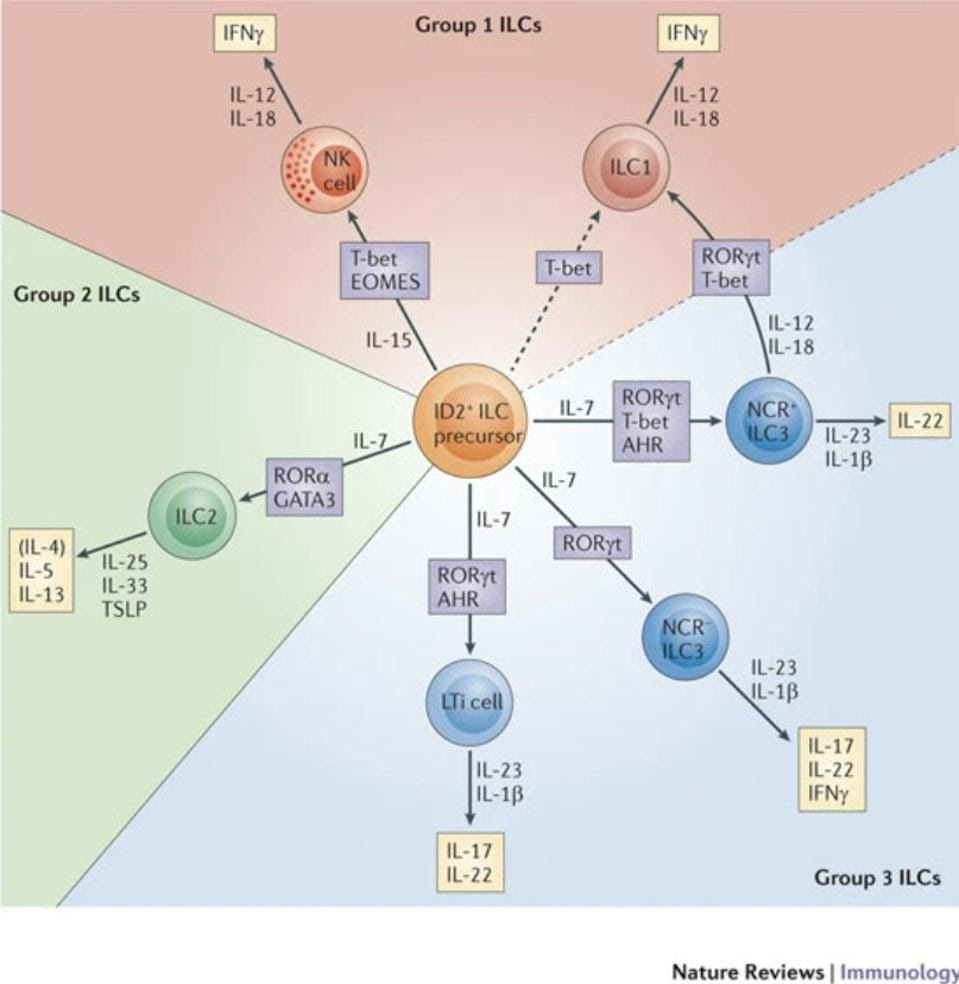 Schematic representation of the three groups of innate lymphoid cells (ILCs).