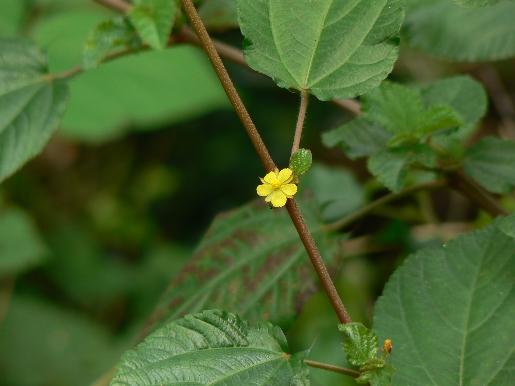 Corchorus aestuans L.