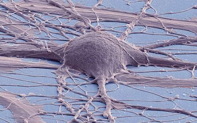 Implanted neural stem cell grafts show functionality in spinal cord injuries