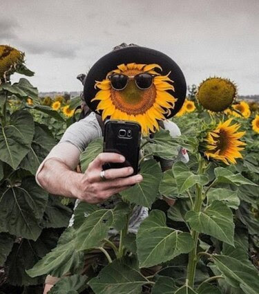 Sunflower-Disguise