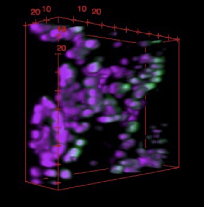 Green fluorescent proteins