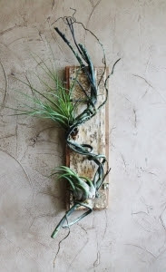Twisted Vine Air Plant Holder (Not including air plants)