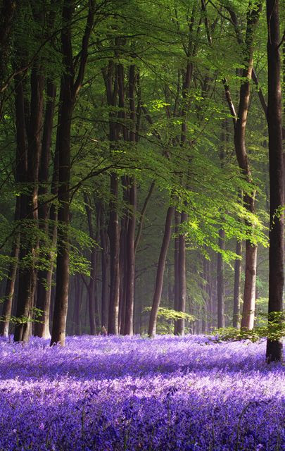 Micheldever Wood, Hampshire,   England.
