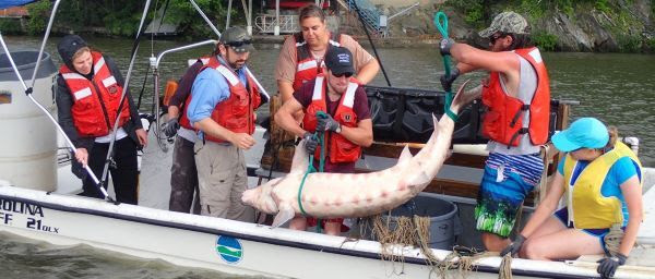 adult Atlantic sturgeon is brought into a boat