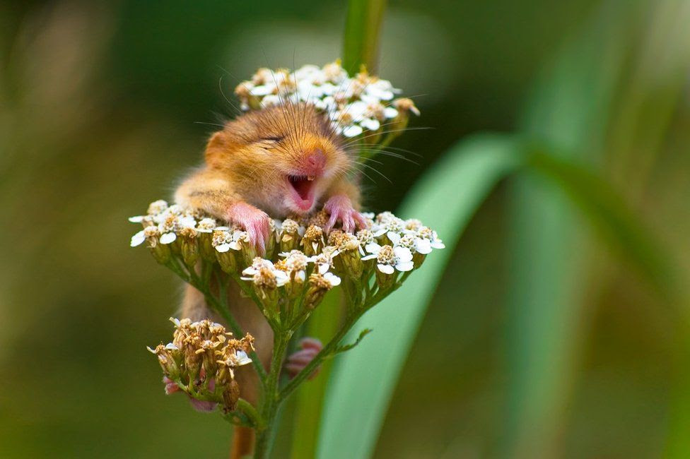 Mouse smiling whilst                                            sitting