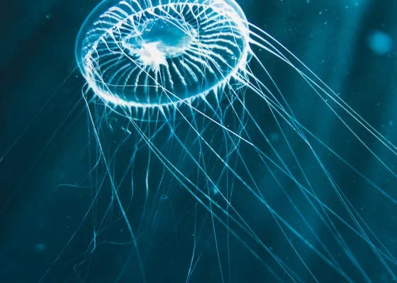 Photo of animal, jellyfish, ocean