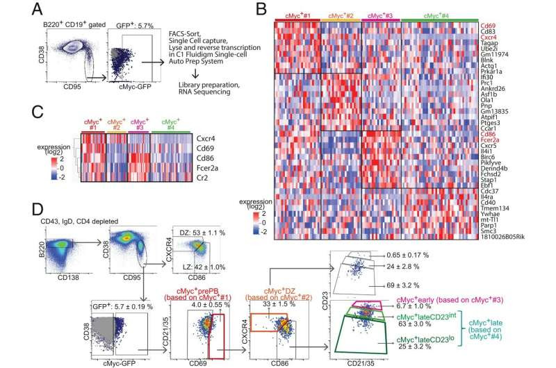 New insights into B cells and why humans can produce trillions of disease-fighting antibodies