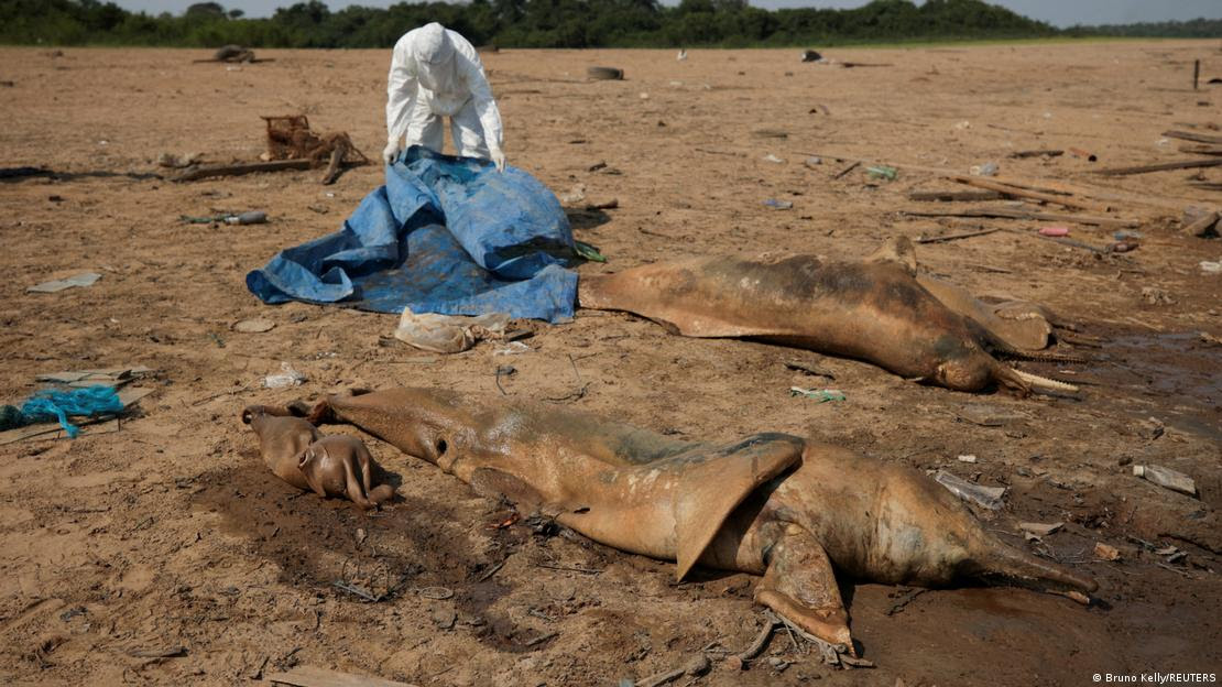 Pesquisador recolhe dois botos mortos de rio completamente seco no Amazonas