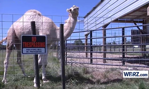 Authorities didn't find reasons to hold the truck stop liable for their injuries because the camel was enclosed and signs warning visitors to stay out are posted every 10 feet along the fence