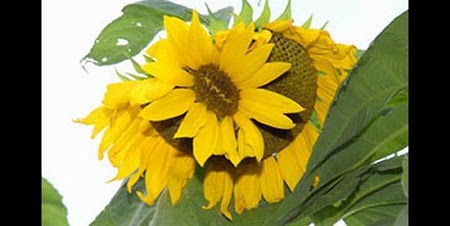 Fukushima-mutant-sunflower-8740-14078587