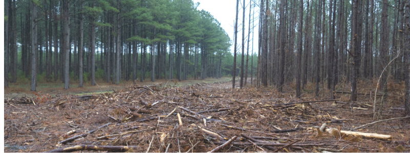 Fight environmental racism that destroys forests to produce pallets that create pollution and cause flooding.