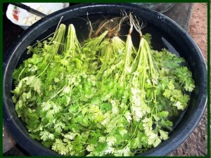 washing cilantro2