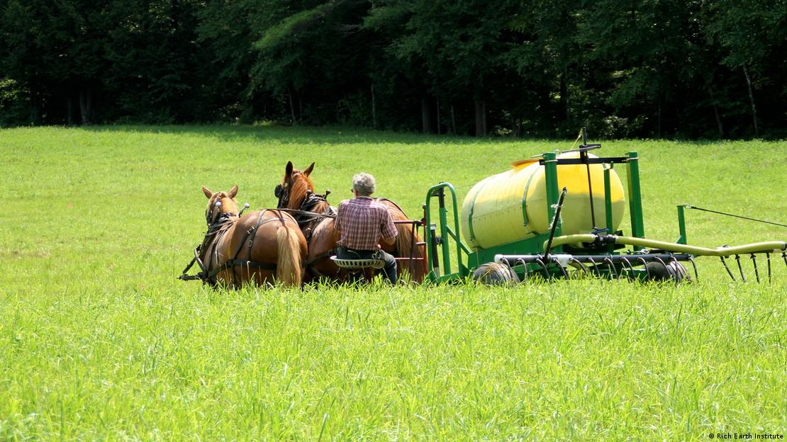 Carroça puxada por cavalos em campo verde