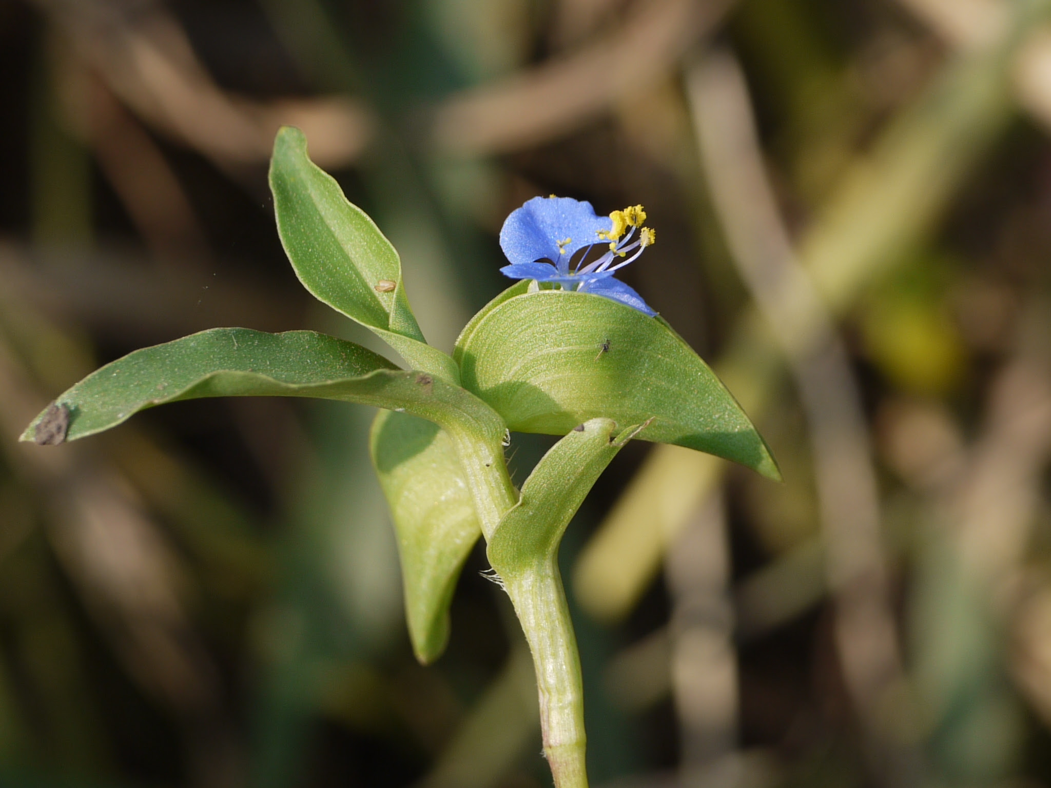 Commelina sp.