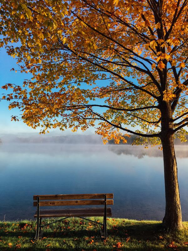 Fall Tree