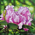 Rhododendron in the Light - Posted on Tuesday, December 9, 2014 by Eileen Fong