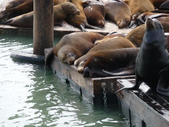 sea-lions-at-pier-39