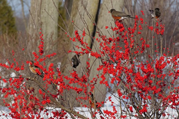 Berry Poppins plant with red berries & birds
