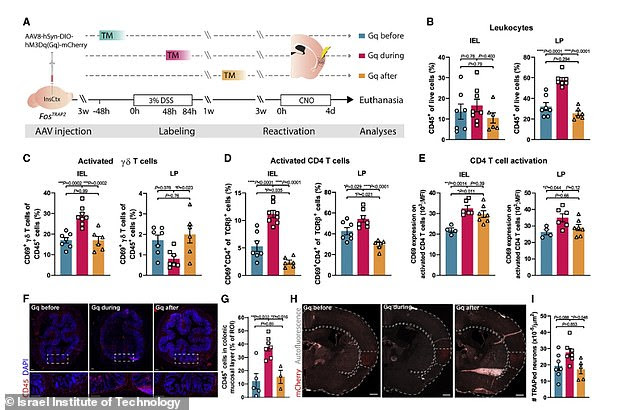 The findings show the insurlar cortex in previously health mice caused inflammation to appear in the colon and abdomen