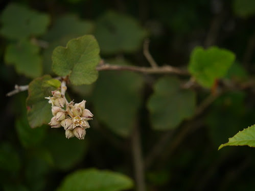 Rubus indicus Thunb.