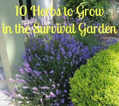 The Healing Garden: 10 Herbs To Grow in the Survival Garden