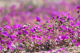 Resultado de imagen para desierto florido 2015