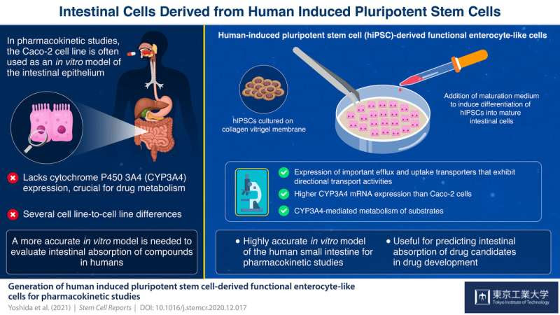 Today's stem cell special: Small intestine on a plate!