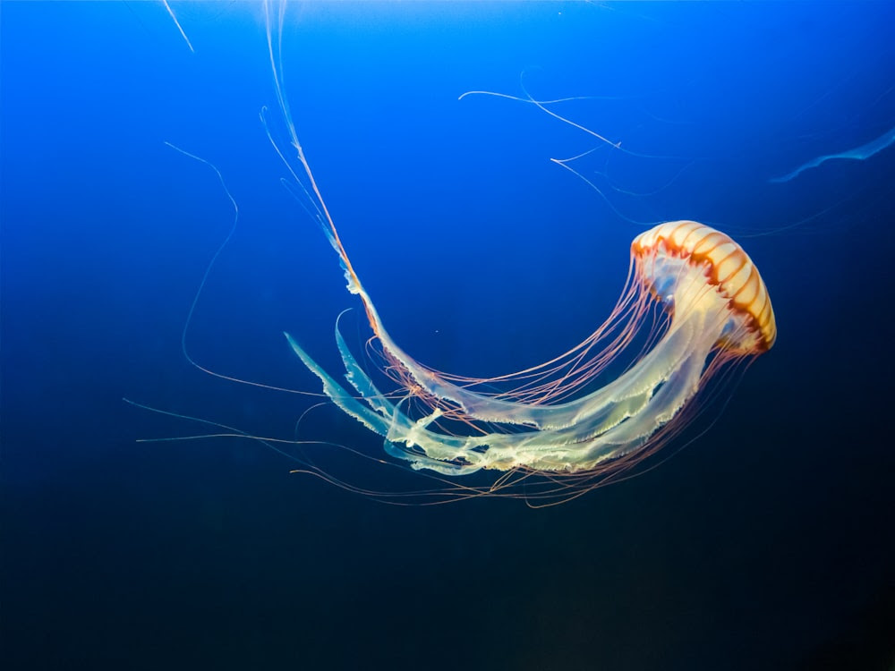 foto di meduse marroni