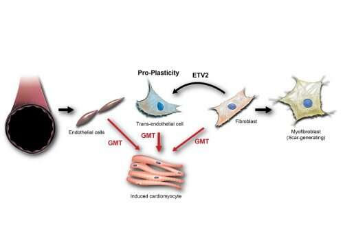 Innovative approach brings cell-reprograming therapy for heart failure closer to reality