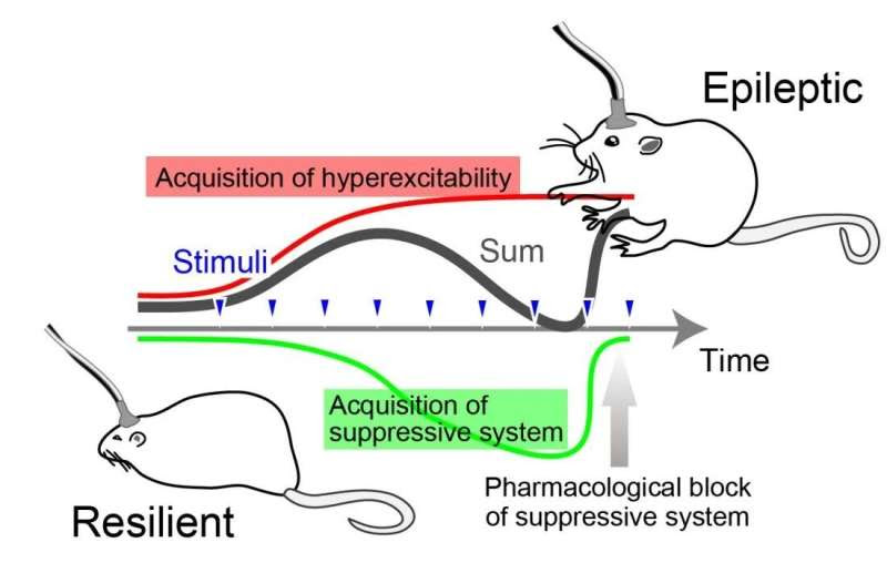 Harnessing the brain's plasticity to acquire epilepsy resilience