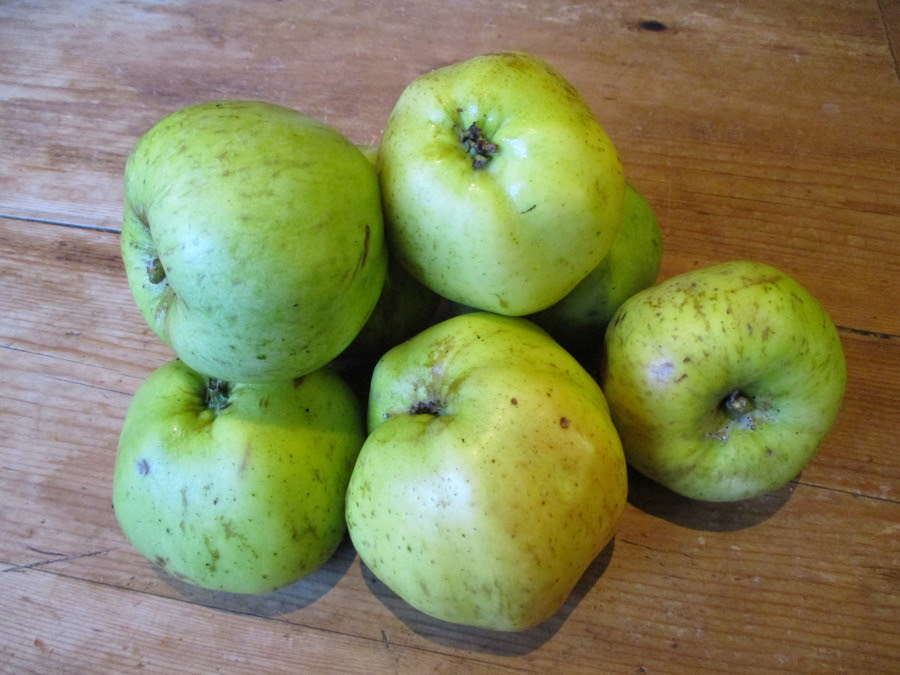 Grenadier windfalls. An excellent pollinator for other apples and one that no orchard large or small should be without.