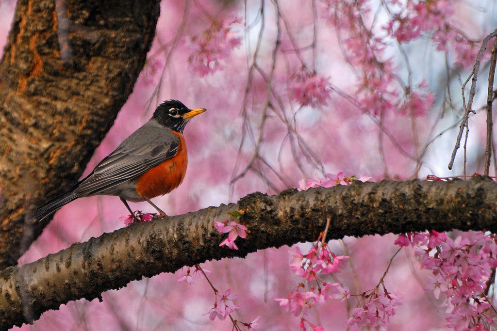Robin in a Cherry Blossom Echo Lake Park Mountainside NJâ€¦ Flickr