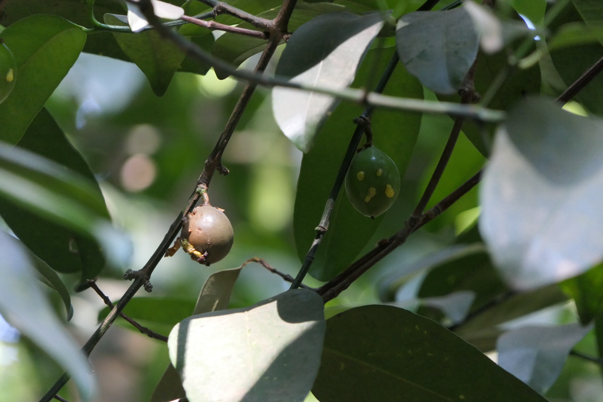 Garcinia talbotii Raizada ex Santapau